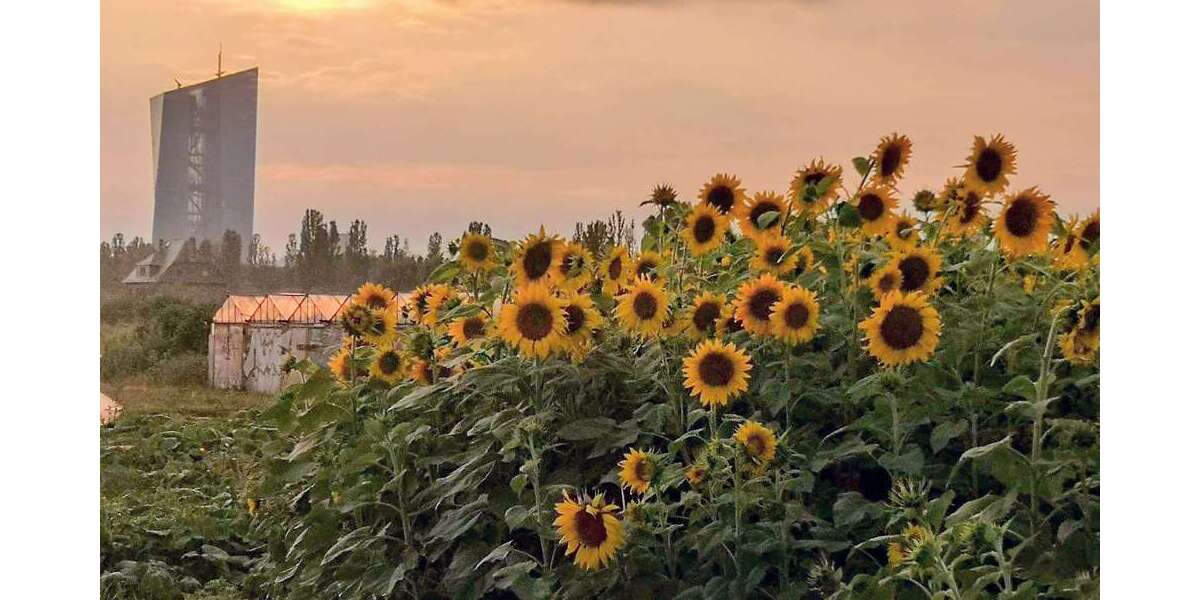 Etagenwohnung Frankfurt am Main Oberrad - 3 Zimmer, 80 m&sup2;, 450.000&euro; | Angebot:25520605