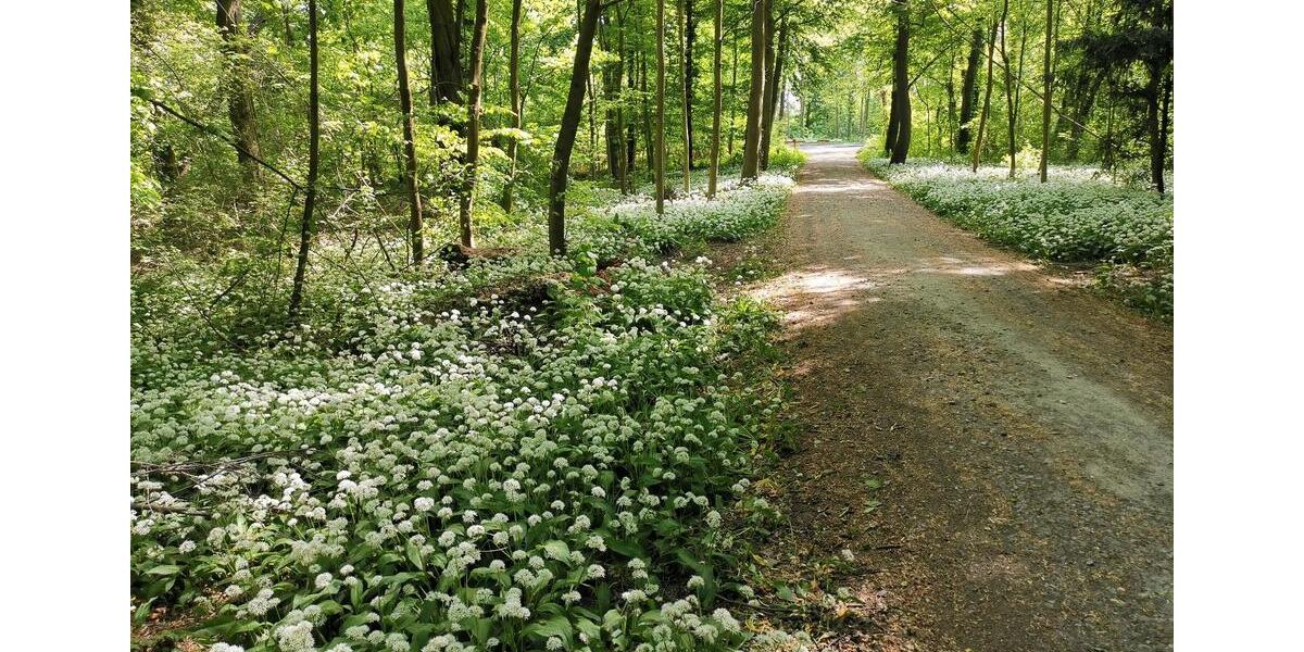 Frankfurt, Nähe MainS-Bhf, ruhiges Dachstudio mit EBK 1 zimmer