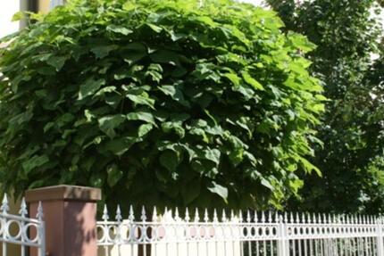 Jugendstilwohnung in HanauRosenau zimmer