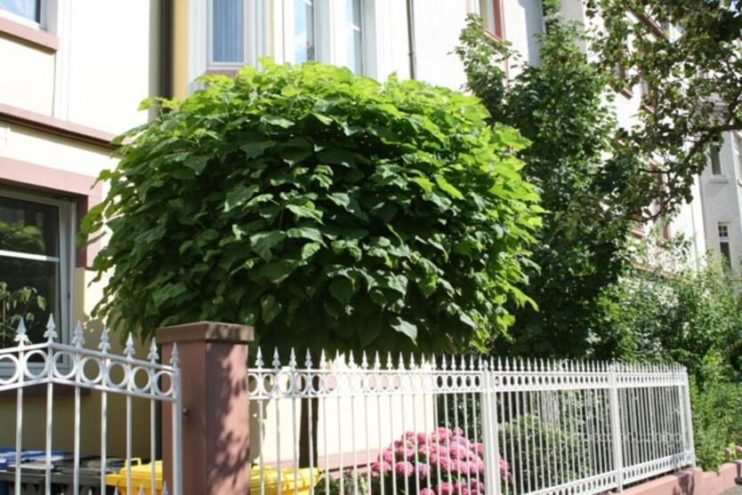 Jugendstilwohnung in HanauRosenau zimmer