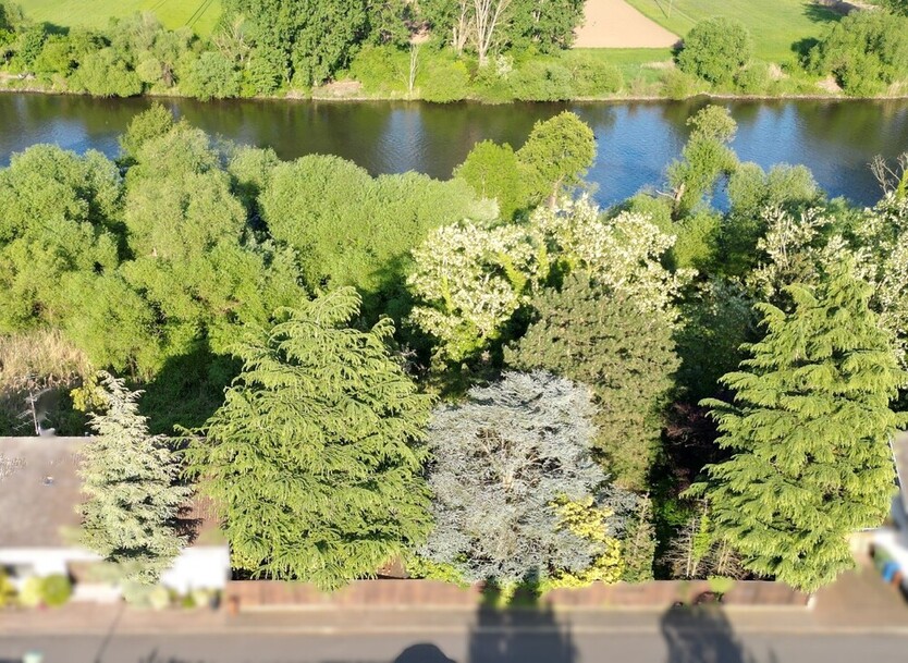 albero:) direkt am Main zimmer