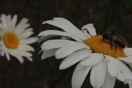 Grundstück in Niedernhausen 255.000 € 364 m² zimmer