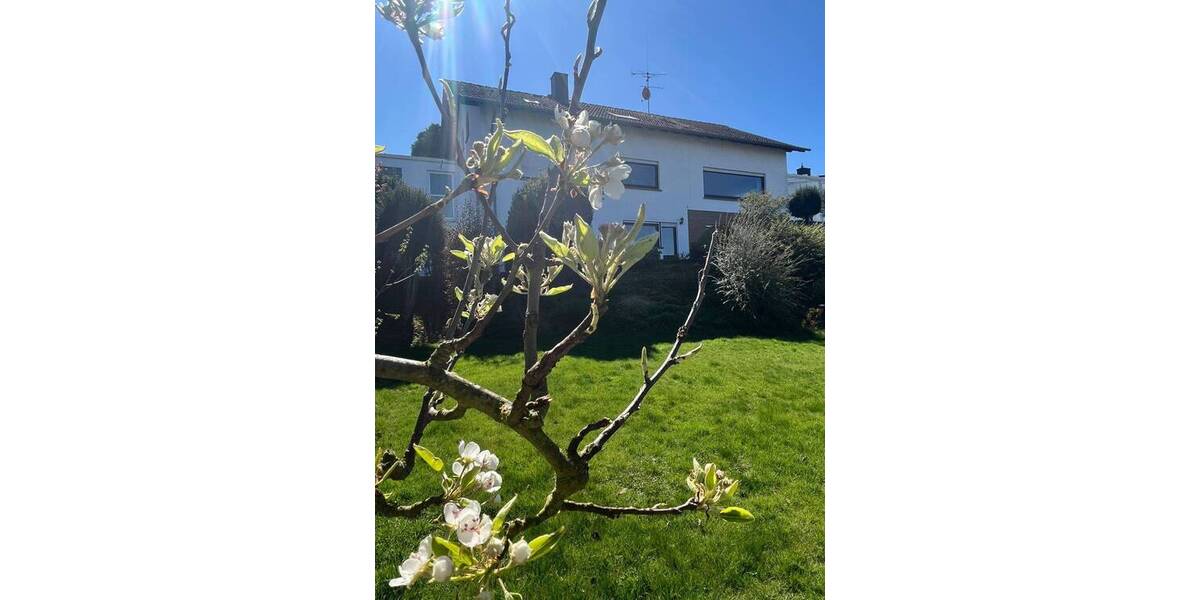 Mehrfamilienhaus, Wohnhaus Hammersbach Langen-Bergheim - 7 Zimmer, 340 m&sup2;, 599.000&euro; | Angebot:26203301