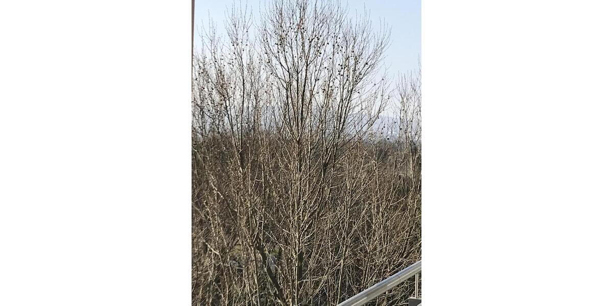 Etagenwohnung Frankfurt am Main Nord-Ost - 3 Zimmer, 82 m&sup2;, 1.150&euro; | Angebot:25632932