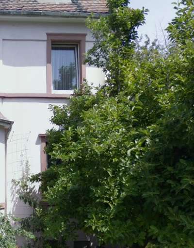 Einfamilienhaus Frankfurt am Main Eschersheim - 14 Zimmer, 350 m&sup2;, 1.020.000&euro; | Angebot:27142035