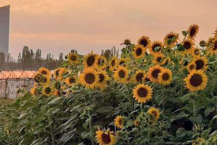 Wohnung Frankfurt am Main Oberrad - 3 Zimmer, 80 m&sup2;, 450.000&euro; | Angebot:25520578