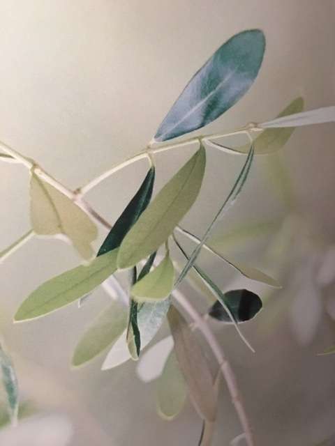 Wohnung zum Mieten in Dieburg 495 € 24 m² 1 zimmer