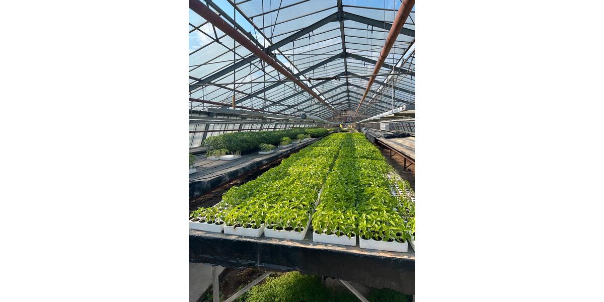 Zu vermieten Gewächshausflächen Anbauflächen ab 150qm zimmer