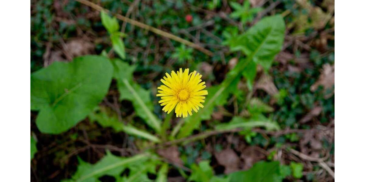 Grundstück zu verkaufen in Darmstadt 499.000 € 249 m² zimmer