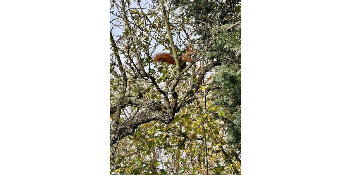 Bungalow Kelkheim (Taunus) Kelkheim - 5 Zimmer, 151 m&sup2;, 690.000&euro; | Angebot:25775180