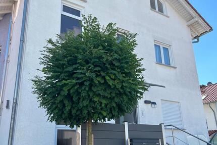 3-Fam.Haus mit Souterrainwohnung Provisionsfrei 11 zimmer