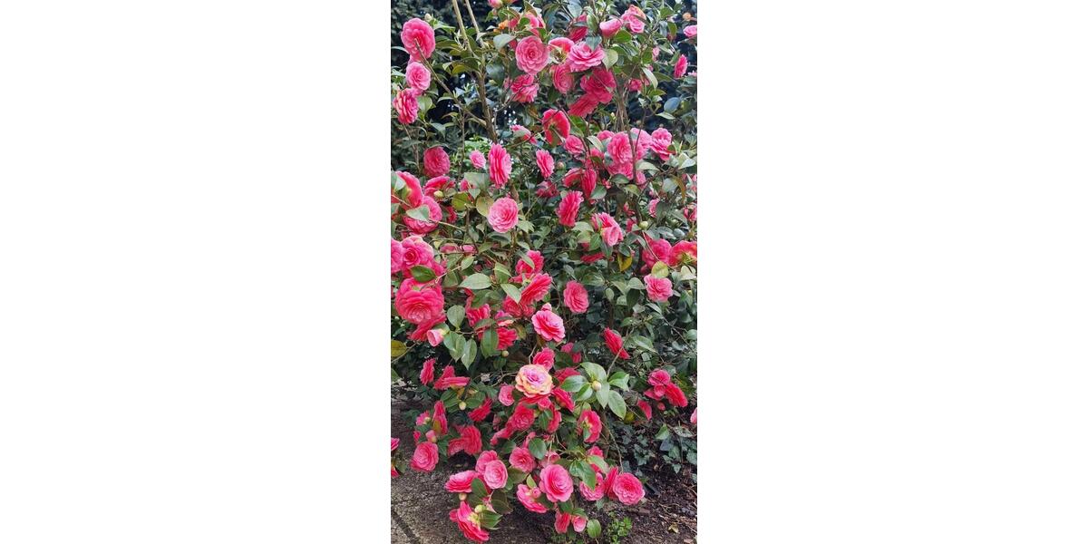 Besondere Gartenwohnung in Top-Lage in Eschersheim 3 zimmer