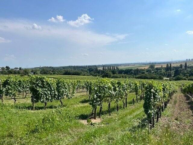 Familiendomizil mit eigenem Garten, vollunterkellert und schlüsselfertig! 5 zimmer