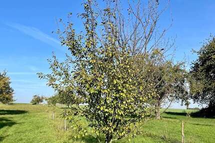 Grundstück zu verkaufen in Frankfurt am Main 29.500 € 1227 m² zimmer