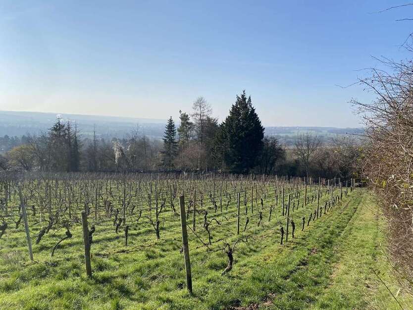Grundstück zu verkaufen in Wiesbaden Schierstein 99.000 € 1052 m²